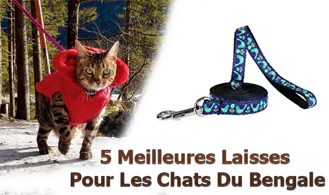 Laisses Pour Les Chats Du Bengale