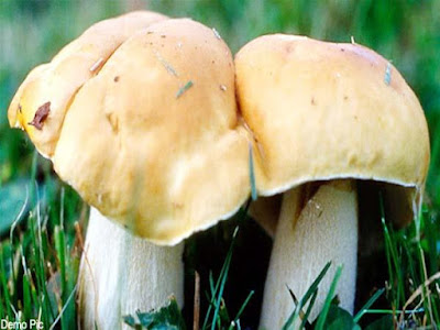 2019_8image_18_33_018462604wildmushroominshimla.jp-ll.jpg