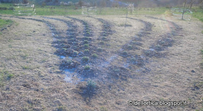 confettura di rose confettura di ribes confettura di amarene confettura di piccoli frutti oleolito di cipresso oleolito di lavanda oleolito di iperico oleolito di salvia sali aromatizzati melange di issopo melange di timo ed altri prodotti dall'appennino bolognese e modenese vicino Zocca