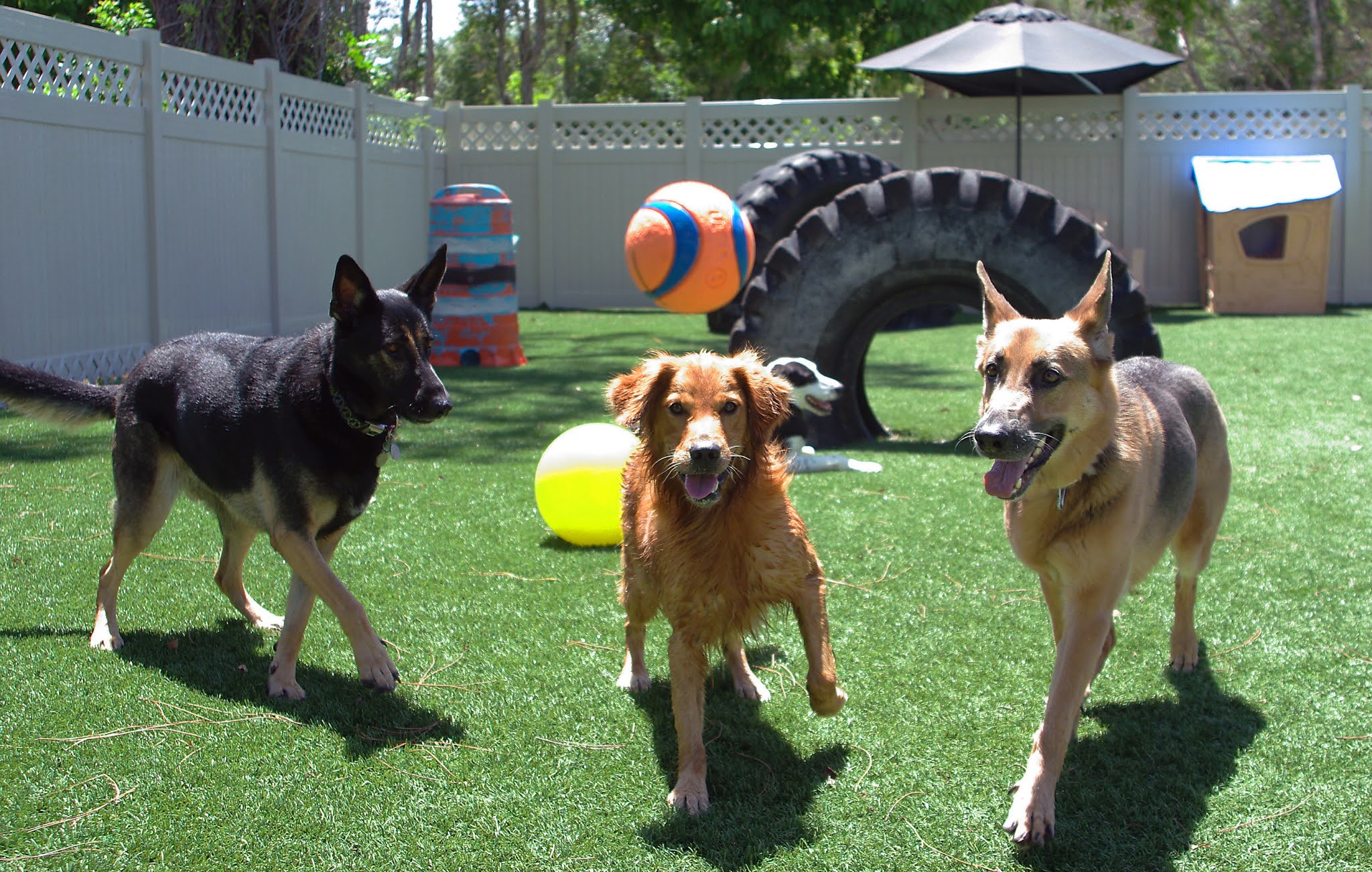 WHAT IS THE DIFFERENCES BETWEEN DOG TRAINING AND BOARDING