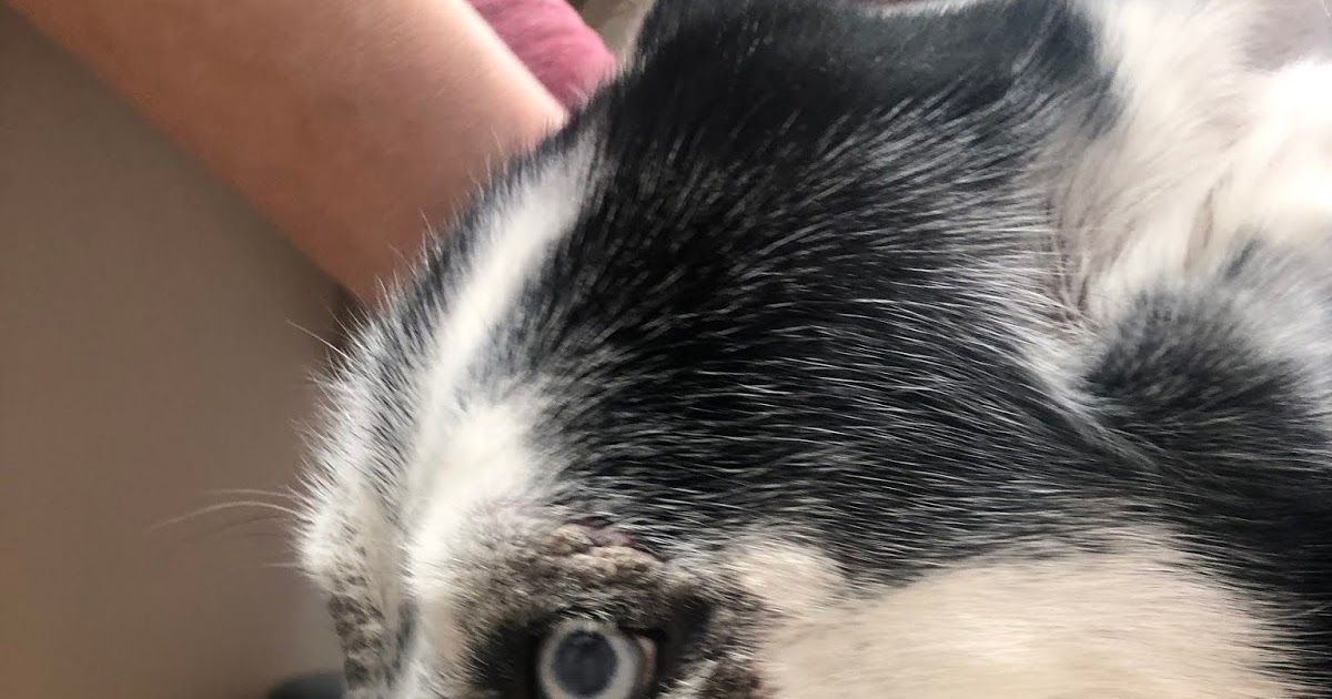 Dermatology for Animals Zinc Responsive Dermatosis