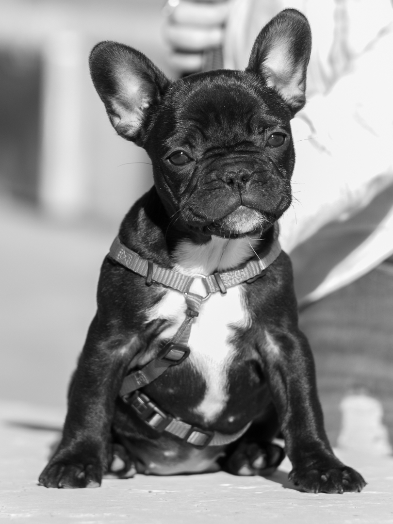 RIVIERA DOGS: Frenchy