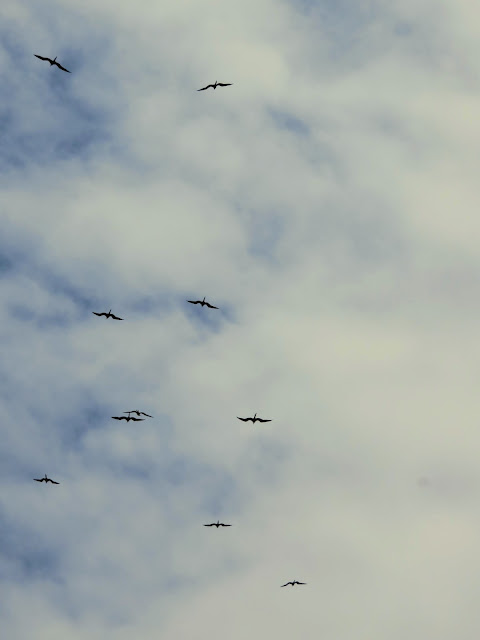 Birds in the sky over Copacabana Beach in Rio de Janeiro