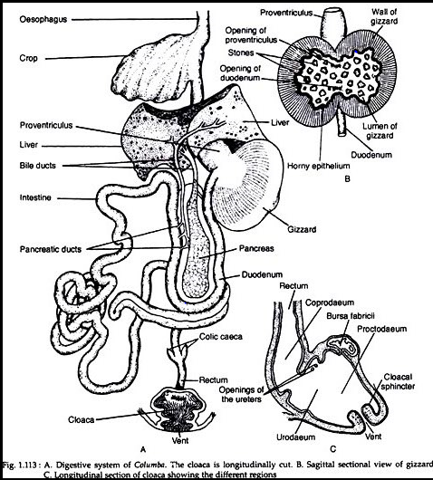 Biology : Digestive system of Pigeon