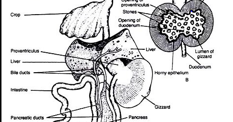 Biology : Digestive system of Pigeon