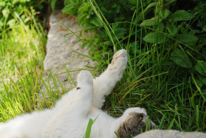 gatto che dorme giardino di maggio