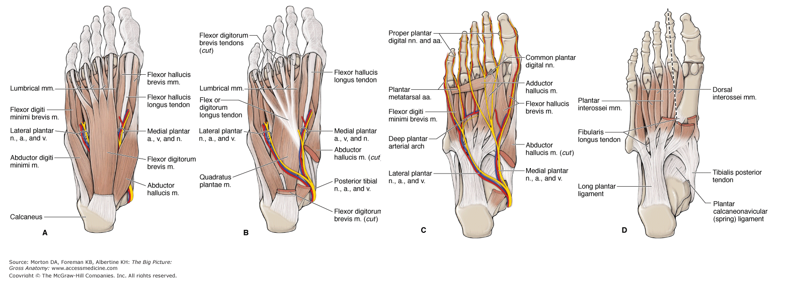 Running Performance Foot And Ankle Intrinsic Muscle Training Doctors
