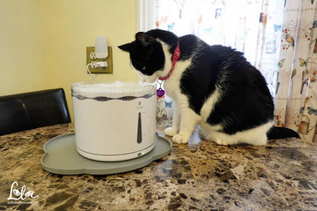black and white cat drinking from a fountain