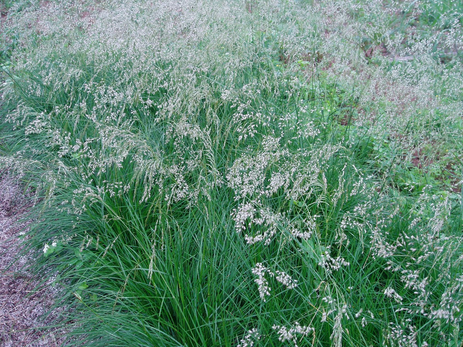 Lovegrass Farm Deschampsia cespitosa (Tufted hair grass) at Lovegrass Farm