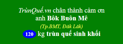 Trùn quế về Buôn Ma Thuột