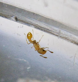 A Cardiocondyla sp. ant worker
