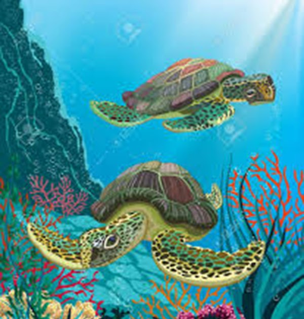 The Sacred Turtles Of Kadavu Activities The Sacred Turtles of Kandavu