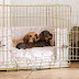 Why You Need to Crate Train Your Dog