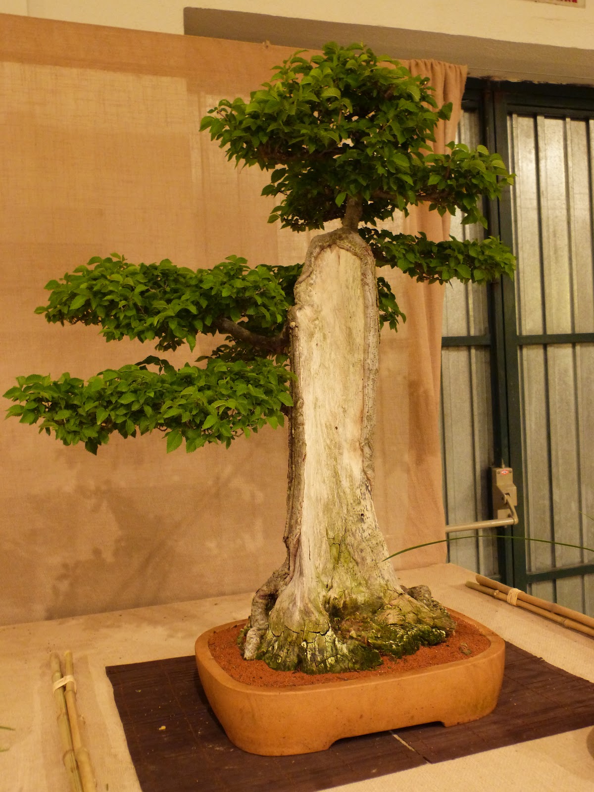 Las Flores de mi Jardín: EXPOSICIÓN BONSAIS 2012 -L'ESCALA-