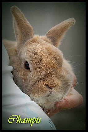 The herding rabbit