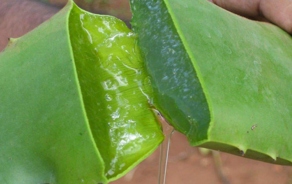 Aloa Vera (lat. Aloe Barbadensis M.) Health and Natural herbal
