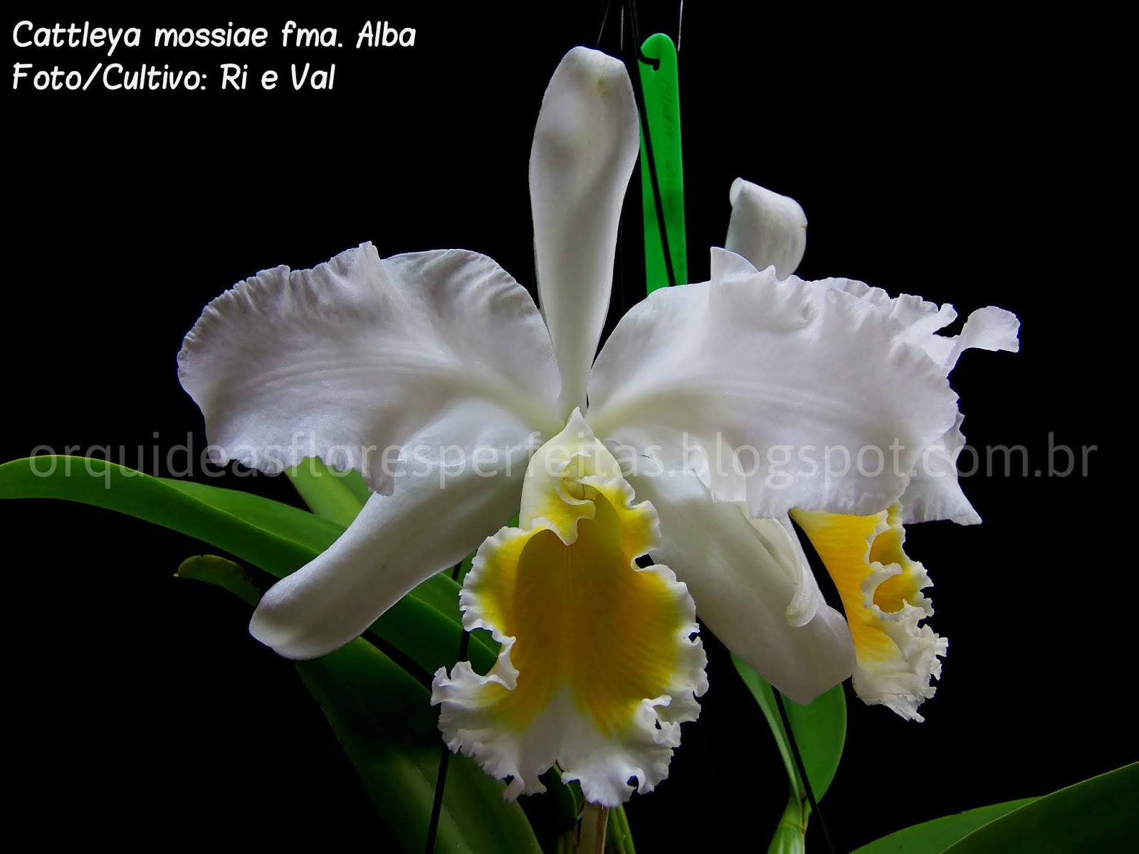 ORQUÍDEAS FLORES PERFEITAS: Cattleya mossiae fma. Alba #10