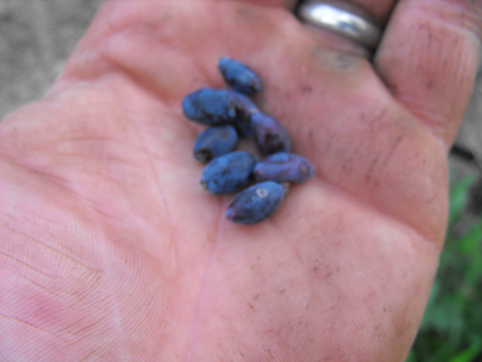 Vine & Branch: Honeyberry