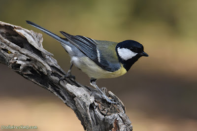 Mallerenga carbonera (Parus major)