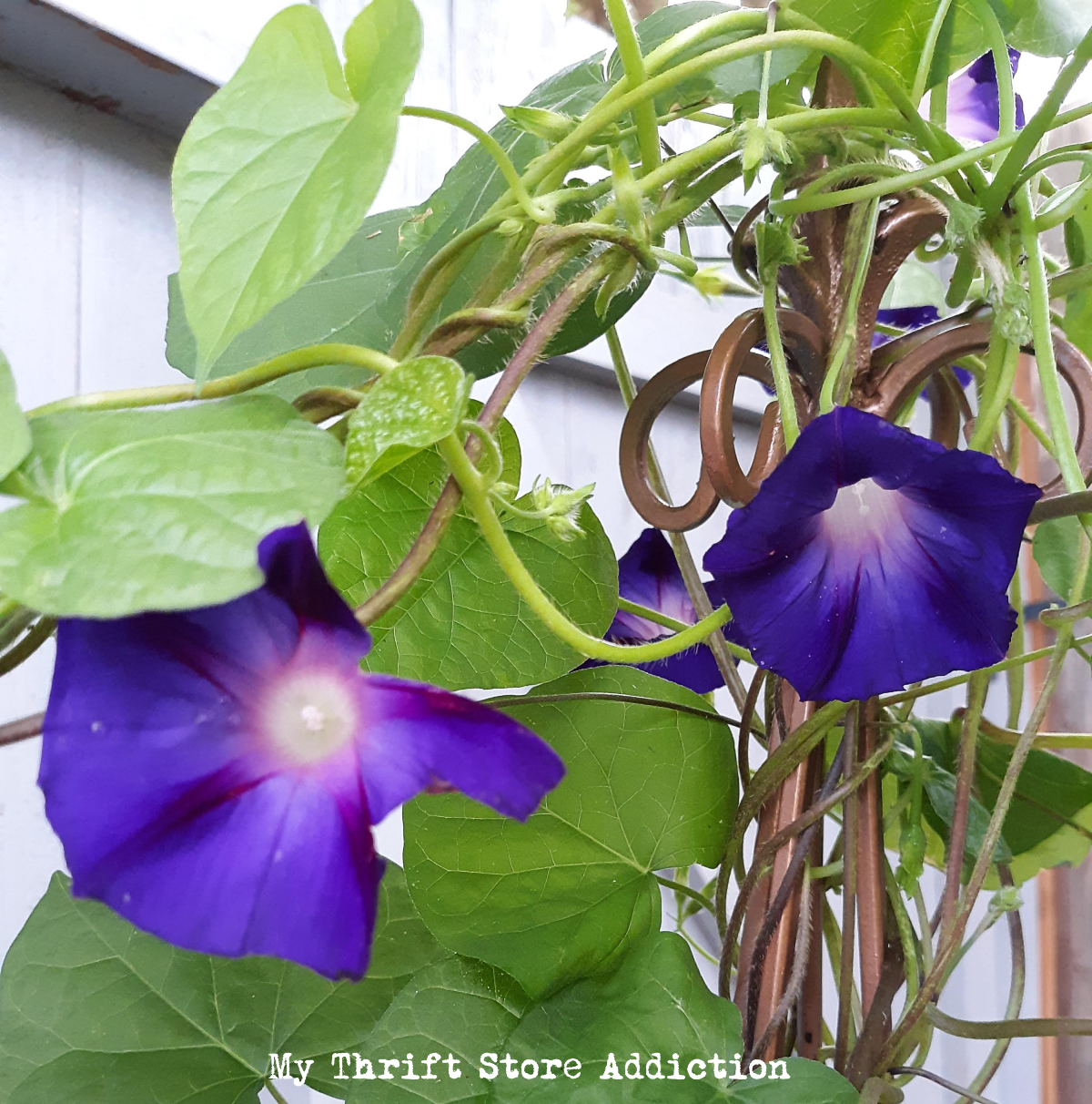 storm damage garden update