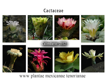 Calendario de Familias Botánicas, Cactaceae 2012