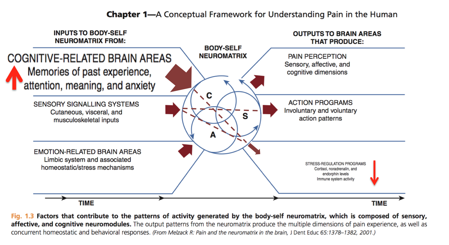 HumanAntiGravitySuit: Dermoneuromodulation: The neuromatrix model of pain