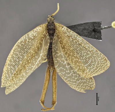 http://sciencythoughts.blogspot.co.uk/2013/12/a-new-species-of-earwigfly-from-brazil.html