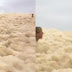 Espuma bizarra invade praia australiana trazendo milhares de cobras e 1/2 vaca