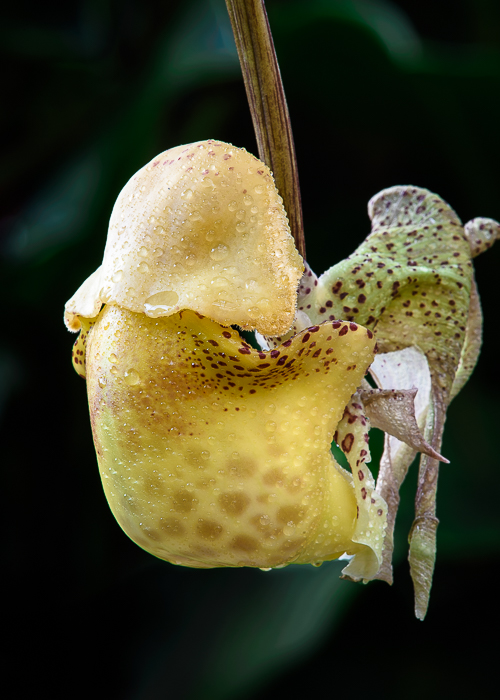 The Orchid Column Another Fantastic Bucket Orchid