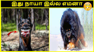 top 10 dangerous dog breeds in tamil