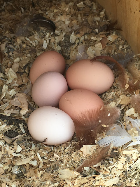 Ruple Farms - eggs for sale