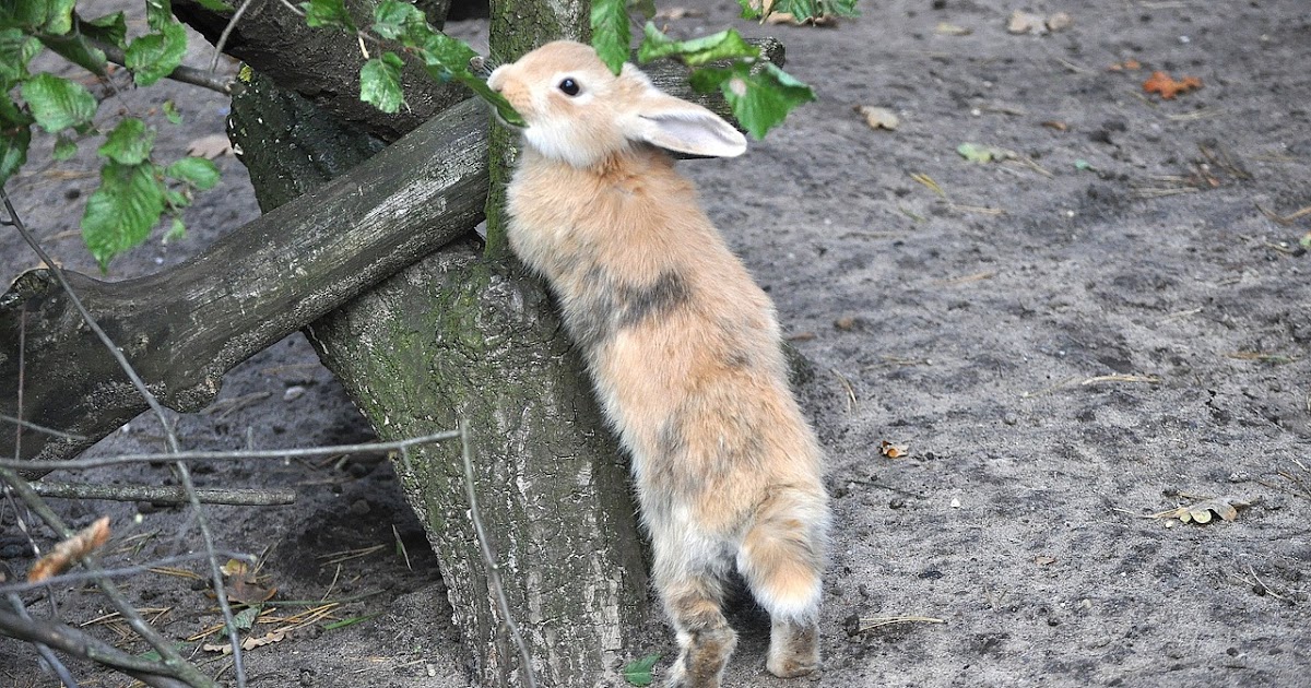 Can Rabbits Eat Rosemary?