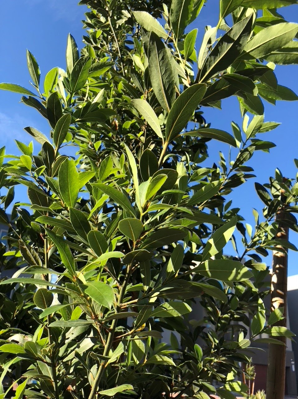 Xtremehorticulture of the Desert Bay Laurel or Carolina Cherry Laurel?