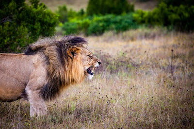 Lion Images Lion Images
