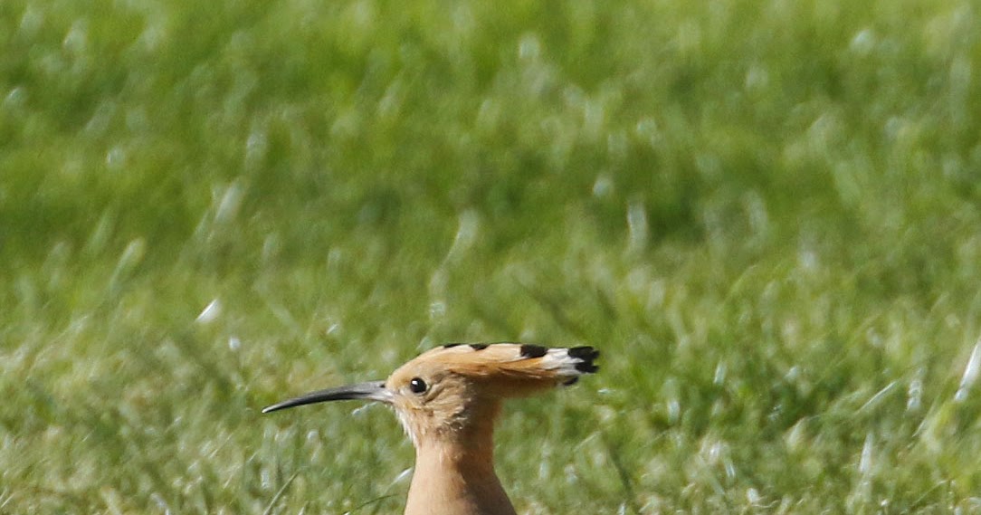 Oxon Birding Blog Adderbury 19th May 2020