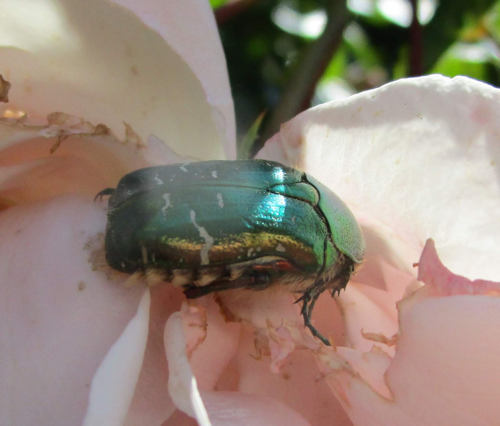 La Bélizière La cétoine dorée