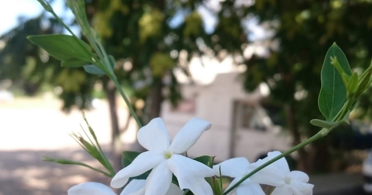 Kısa Hayatın Uçan Kuşlarıyız Bir Tutam Karınca