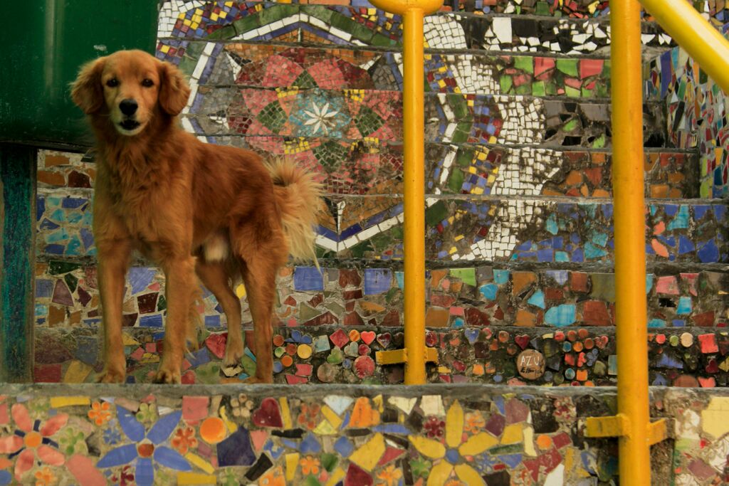 Escadaria da Passagem dos Guimarães-Programa Vai-2014