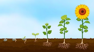 Class 12 Biology Chapter 7 - Plant Growth and Mineral Nutrition Textbook Solutions