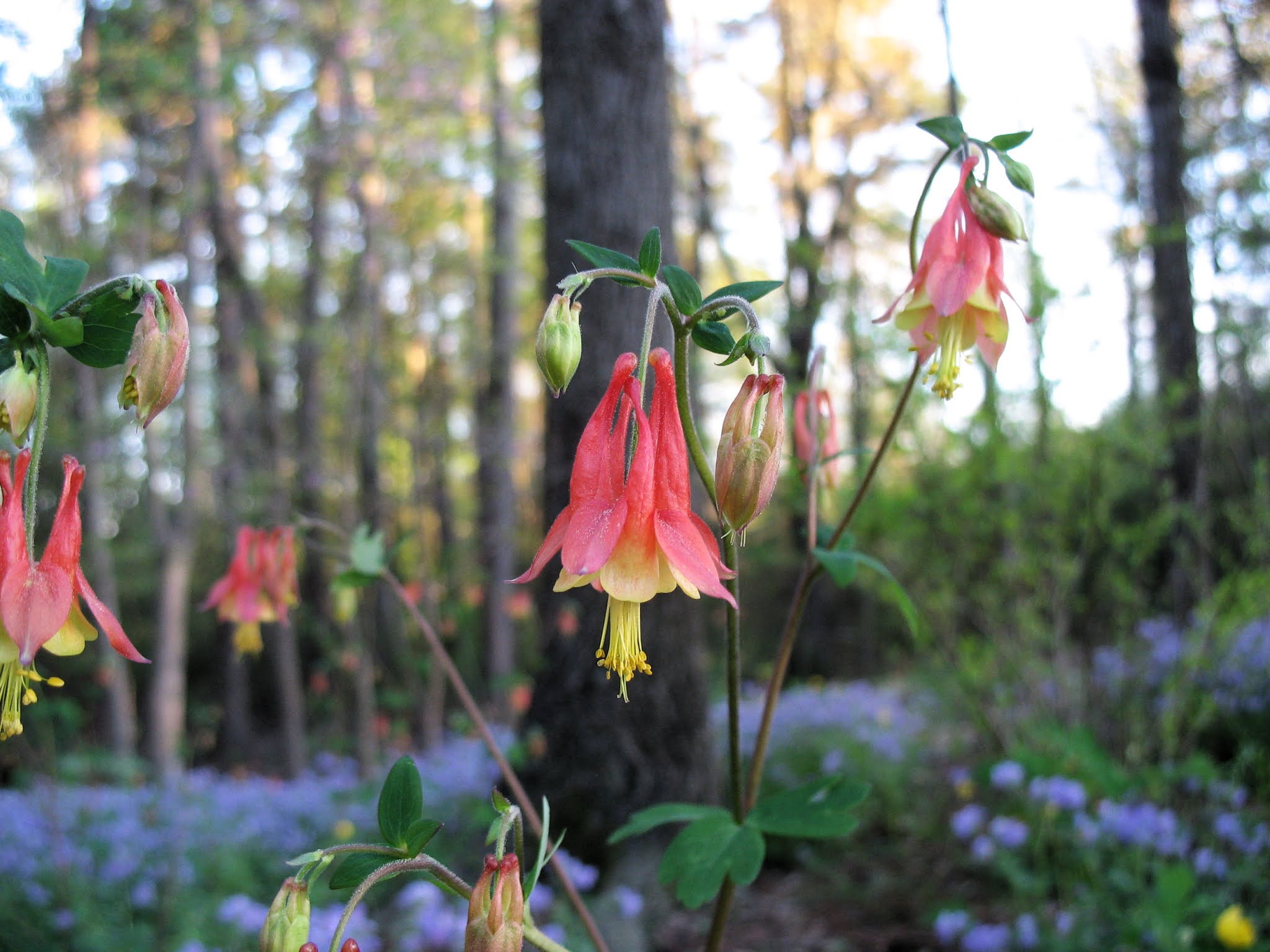 Using Native Plants Made in the Shade