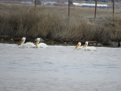 Tule Lake National Wildlife Refuge northern California birds