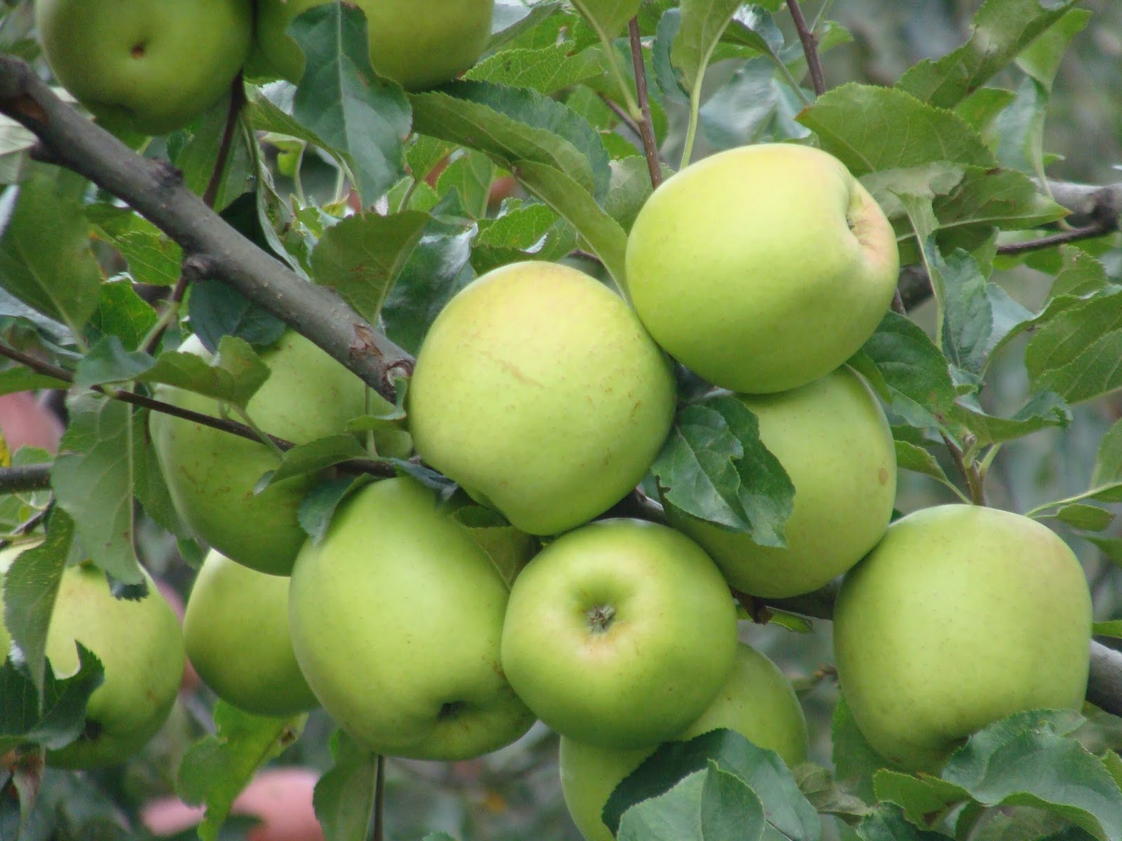 Apple season in full bloom in KulluManali.