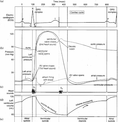 BIOLOGY FORM 6: July 2011