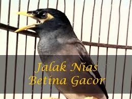 Infobinatang1 Blogspot Com 4 Perbedaan Jalak Nias Jantan Dan