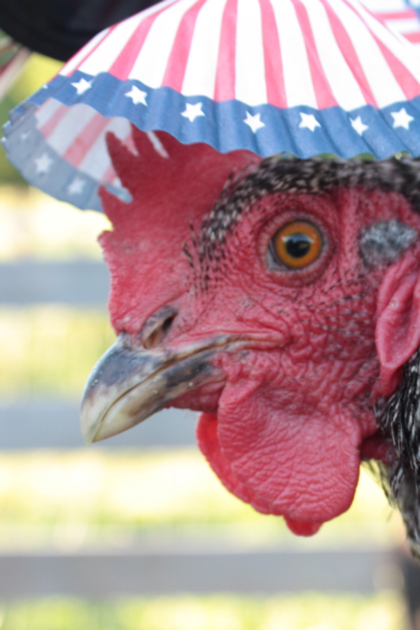 BaGawks Chickens in tiny hats Party in the USA