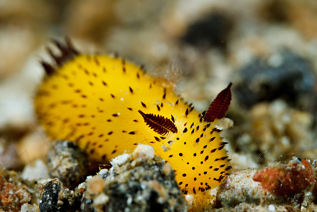 bensozia Jorunna Parva, the Cutest Sea Slug