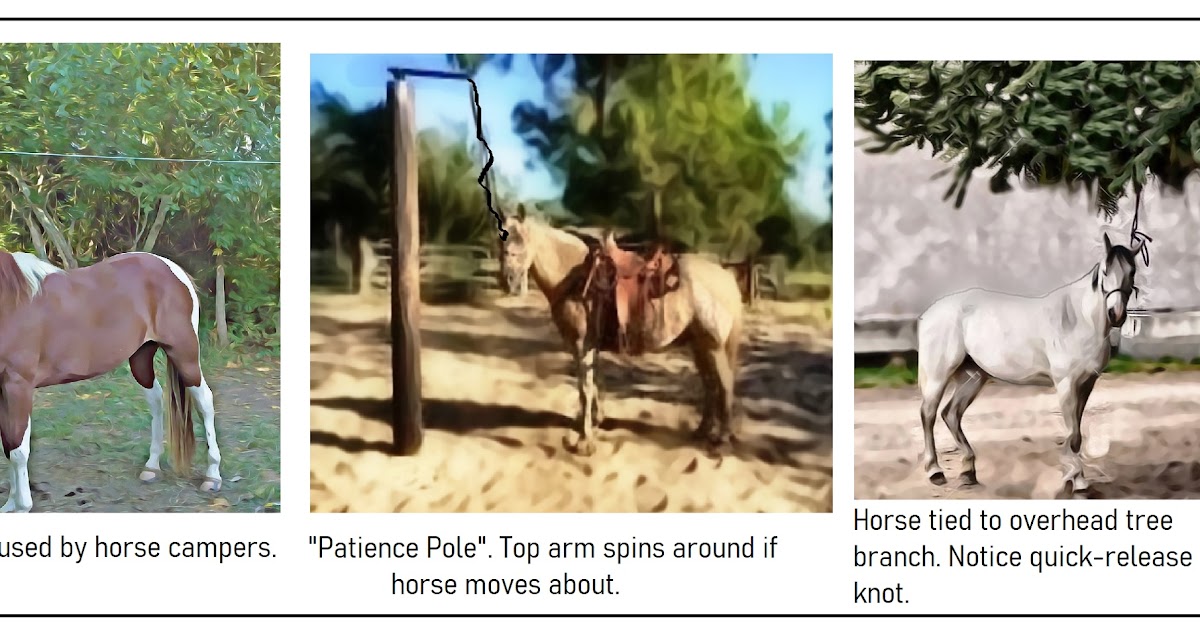 Orchard Creek Farm "Patience Pole" theory and highline for horse training