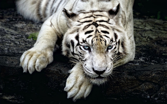 Tiger images wallpaper 