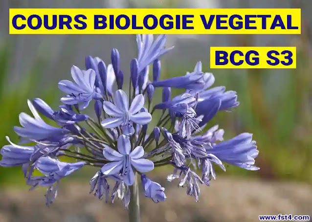 cours biologie végétale bcg s3 pdf cours biologie végétale bcg s3 pdf