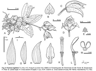 Panisea sagittata